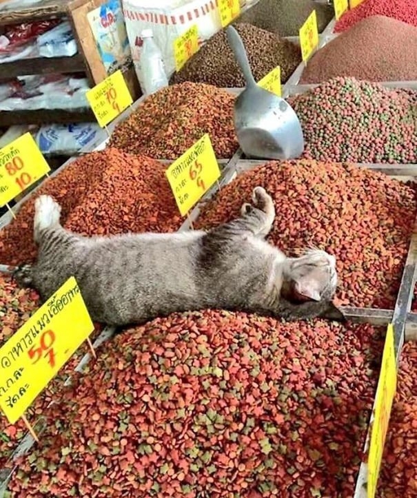funnycats117_026