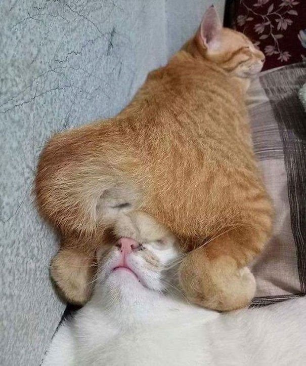 funnycats117_027