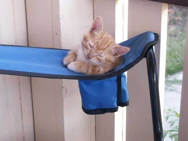 funnycats117_029