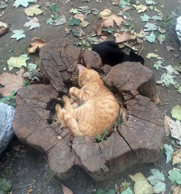 funnycats117_031