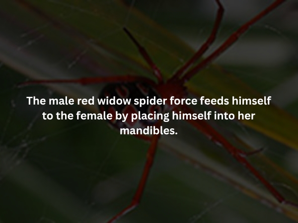interestingfacts373_002
