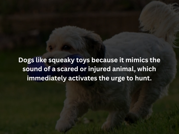 interestingfacts373_012