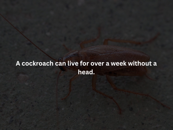 interestingfacts373_013