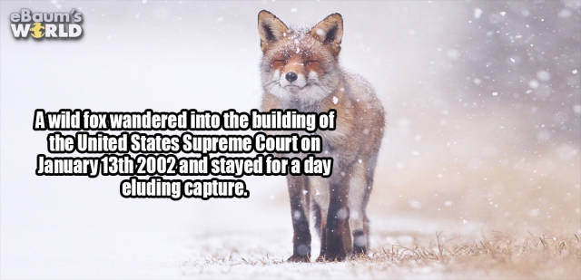 interestingfacts374_004