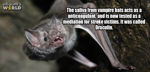interestingfacts374_006