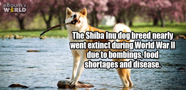 interestingfacts374_036