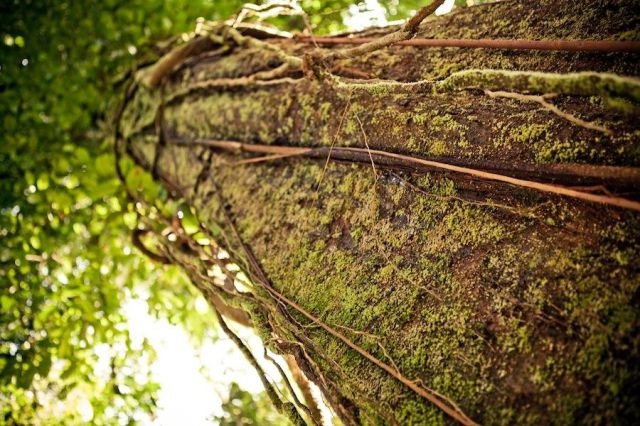 treehousevillagecostarica_007