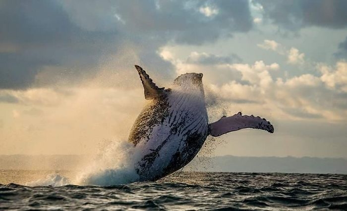 wildlife2_001