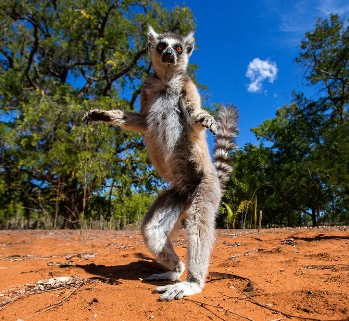 wildlife2_002