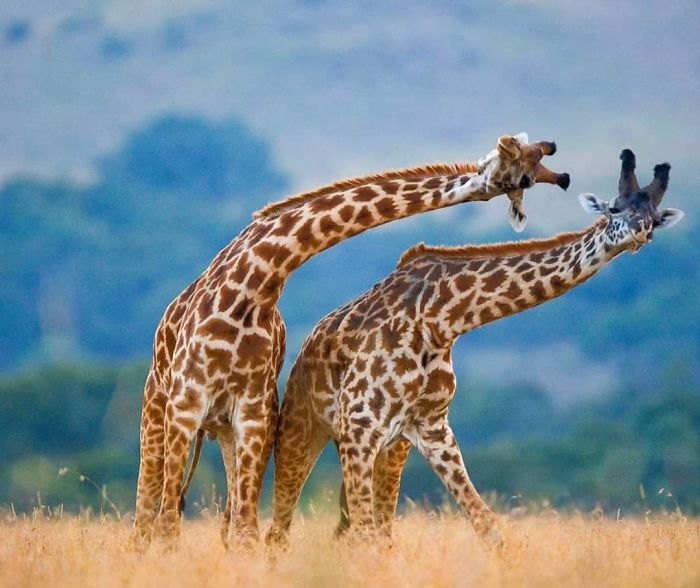 wildlife2_003