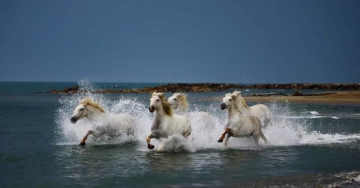 wildlife2_005