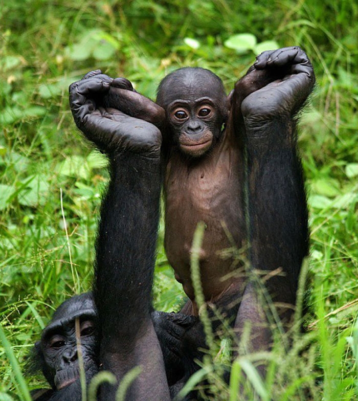 wildlife2_006