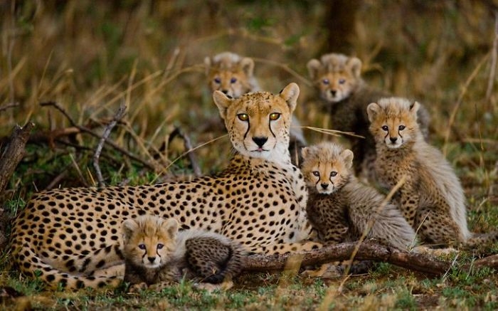 wildlife2_007