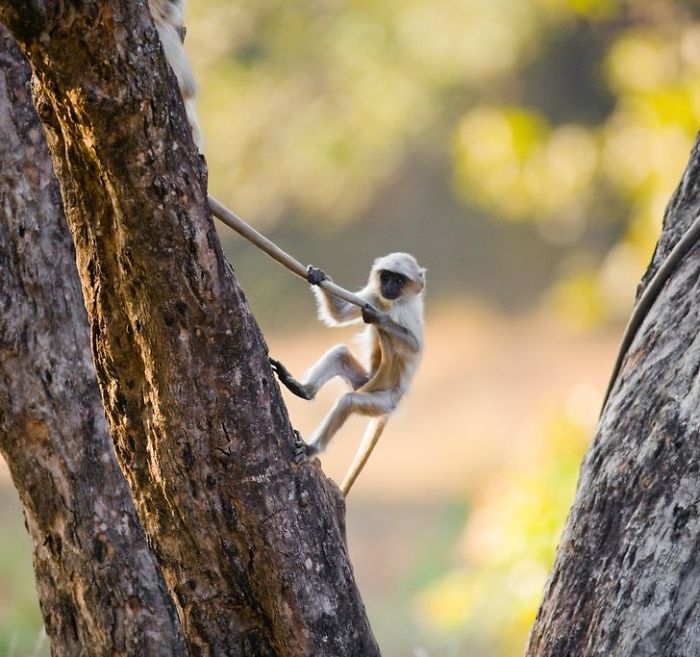 wildlife2_008
