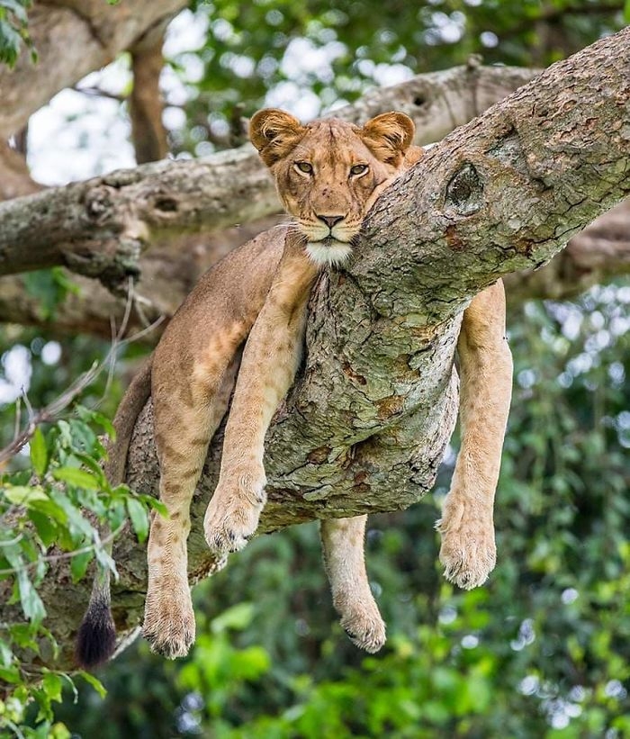 wildlife2_009