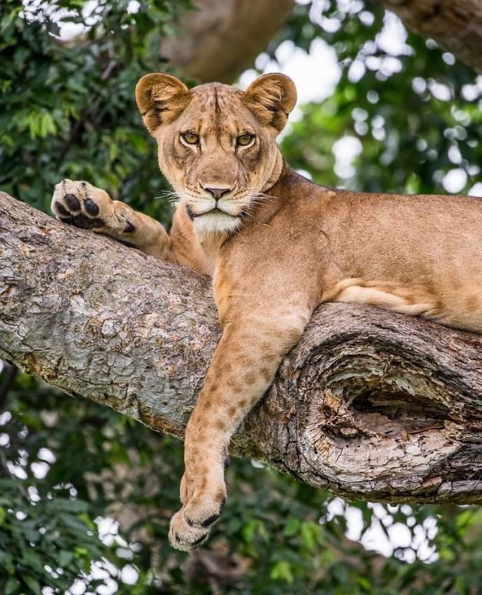 wildlife2_010