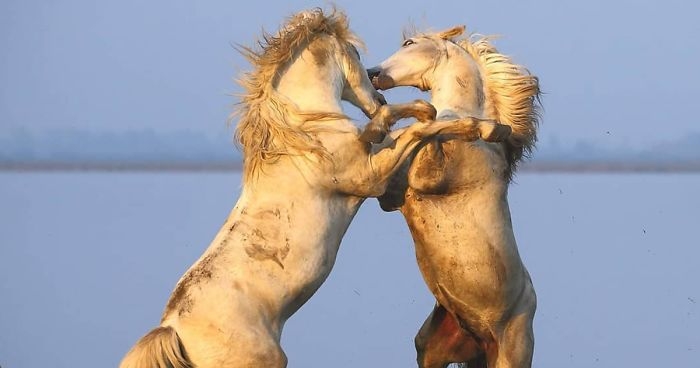 wildlife2_012