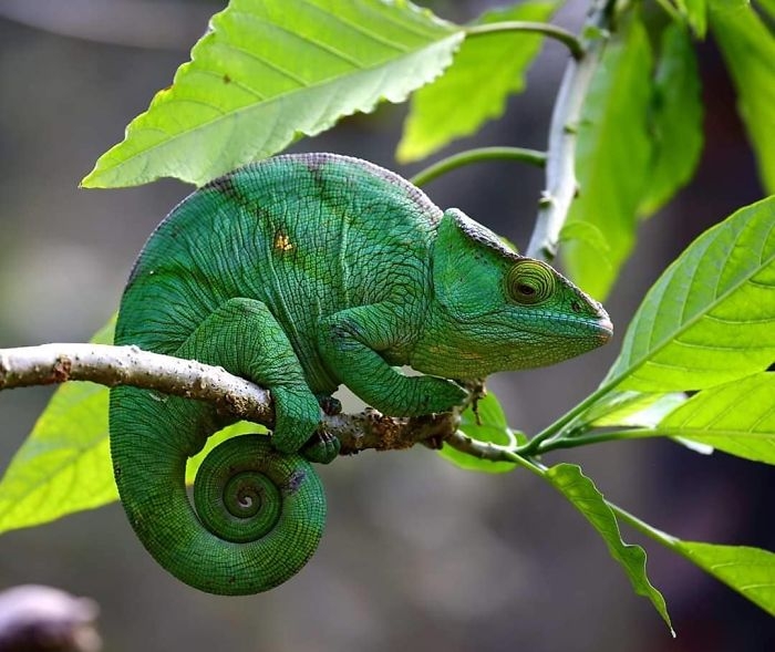 wildlife2_015