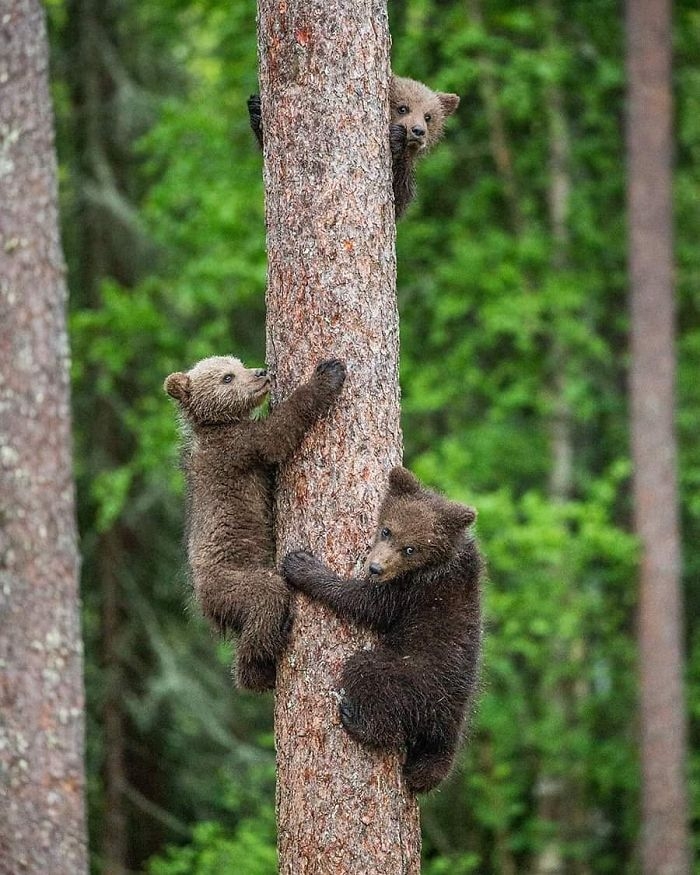 wildlife2_016