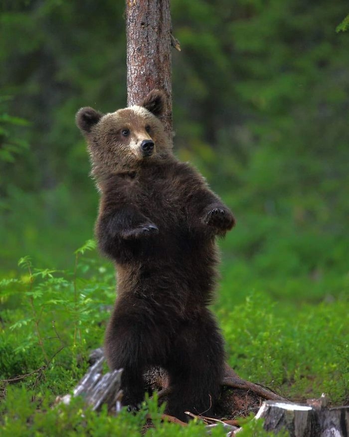 wildlife2_018
