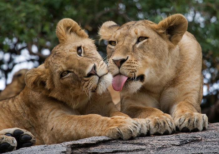 wildlife2_019