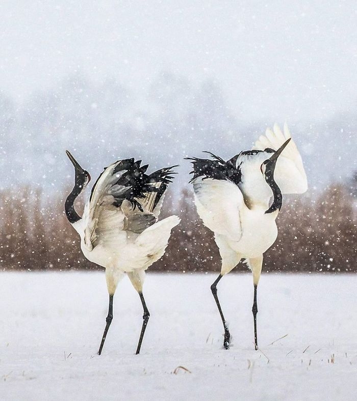 wildlife2_020