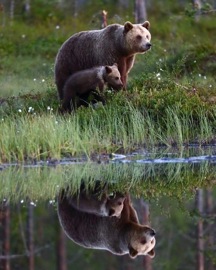 wildlife2_021