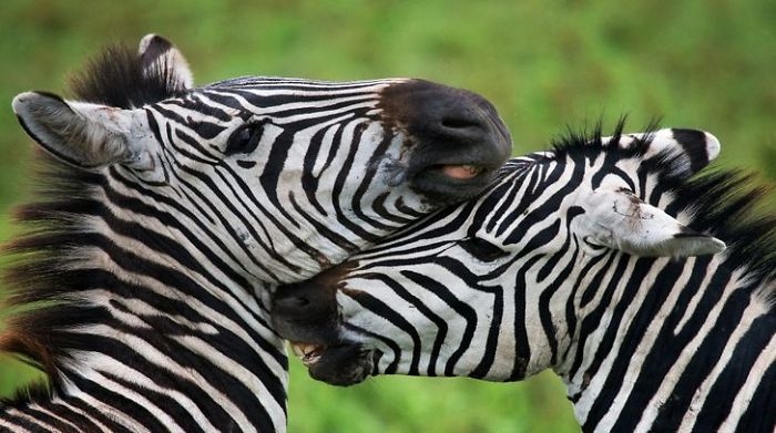 wildlife2_022