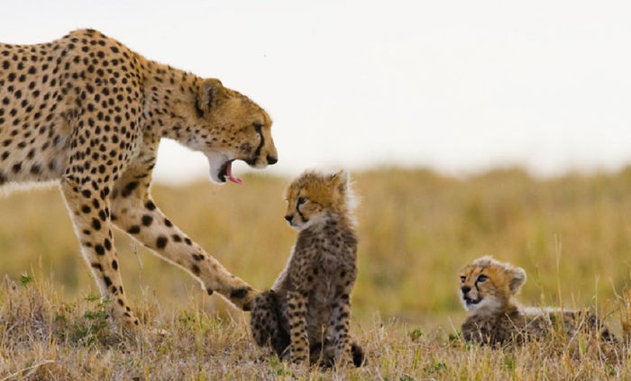 wildlife2_024