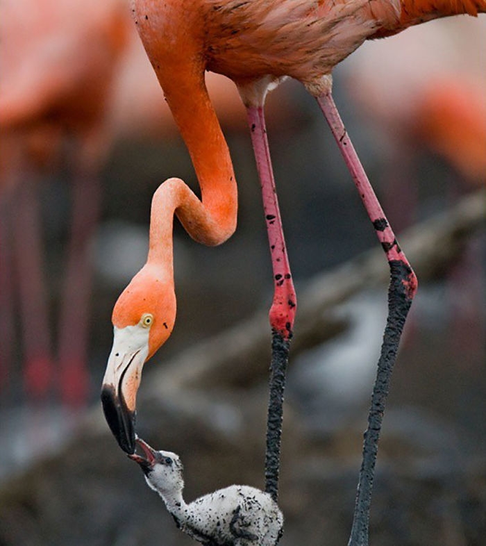 wildlife2_025