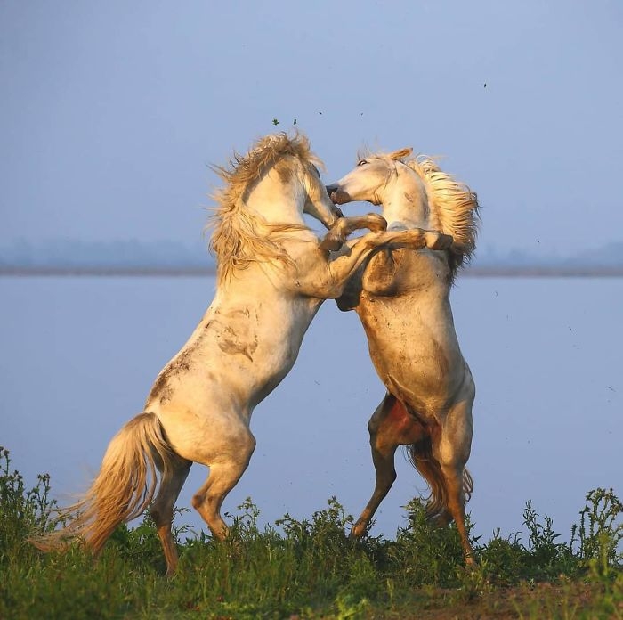 wildlife2_026