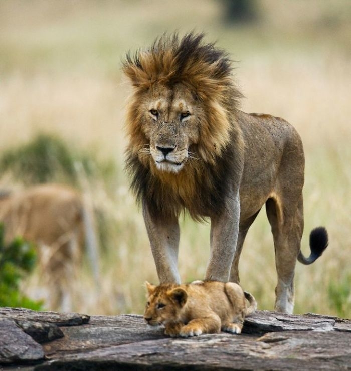 wildlife2_028