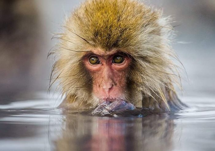 wildlife2_029