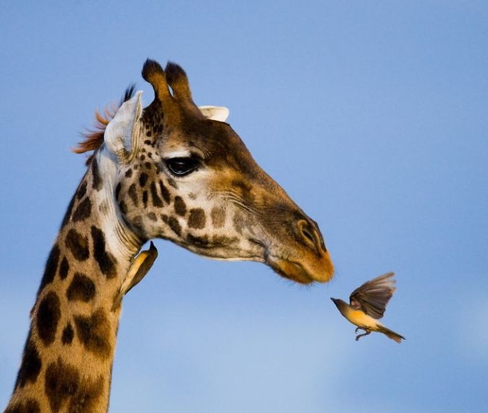 wildlife2_030