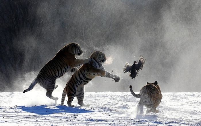 wildlife2_031