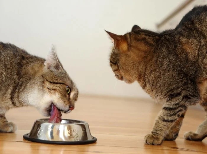 funnycats118_001 funnycats118_001