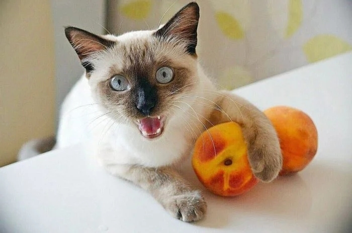 funnycats118_002 funnycats118_002