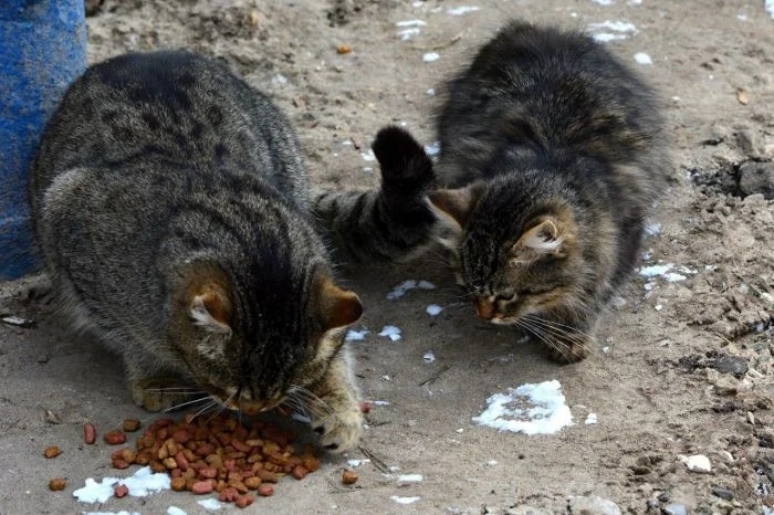 funnycats118_004 funnycats118_004
