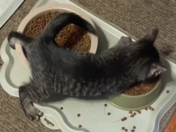 funnycats118_005 funnycats118_005
