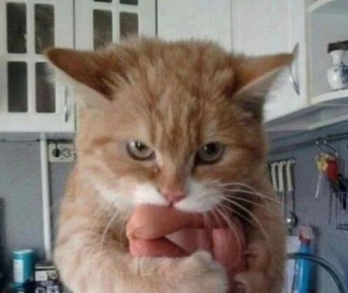 funnycats118_006 funnycats118_006