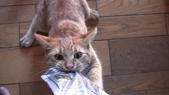 funnycats118_007