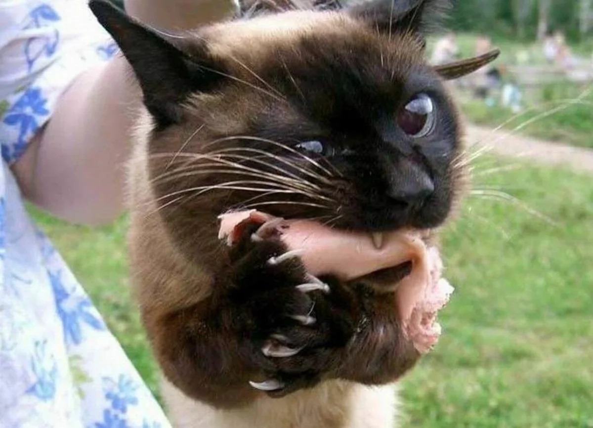 funnycats118_008