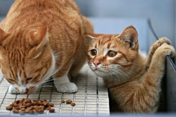 funnycats118_009 funnycats118_009