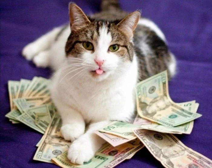 funnycats118_010 funnycats118_010