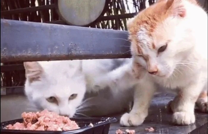 funnycats118_011 funnycats118_011