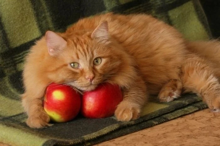 funnycats118_012