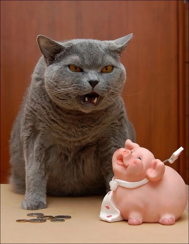 funnycats118_014 funnycats118_014
