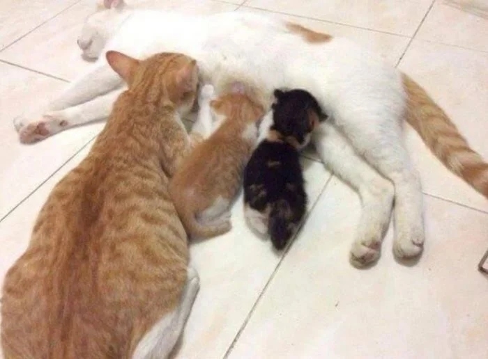 funnycats118_015