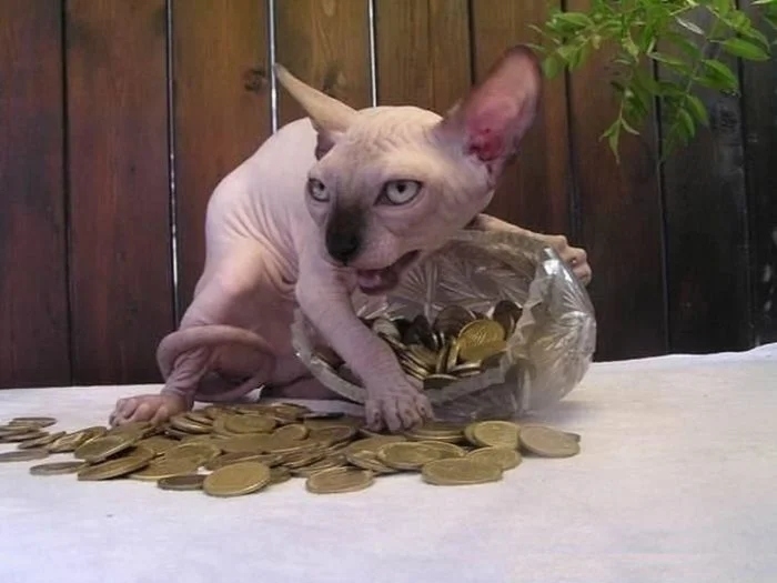 funnycats118_016