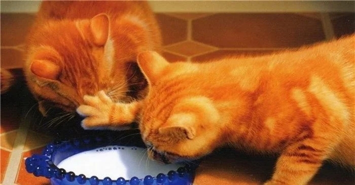 funnycats118_017